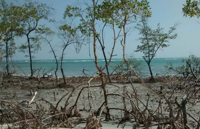 Jericoacoara Private Off-Road Buggy Tour - Photo 6