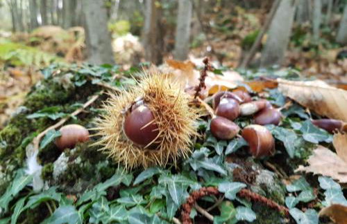 Etna, salvia e rosmarino - Foto 52