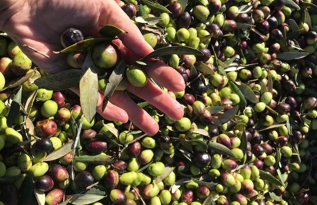 Vecchia Masseria - Foto 46