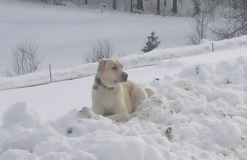 Rutscherhof Comfortable holiday residence - Foto 11