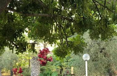 Villa Il Carrubo - Basilicata - Foto 24