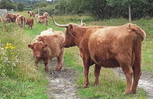 Succom'baie au cottage de la Maye - Foto 15
