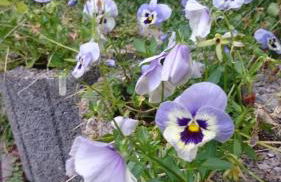 Gasthaus Piesau - Thüringer Wald - Rennsteig - Foto 43