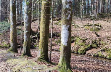 Ferienwohnung 37 Sonnenwald - Foto 55