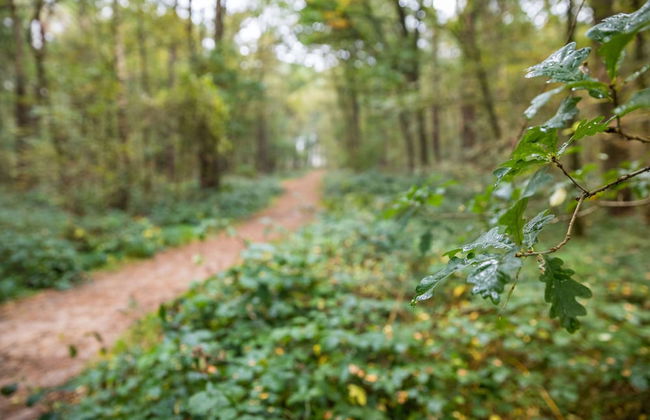 Chalet Near Eindhoven in a Green Oasis - Photo 26