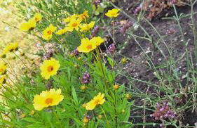 Ferienhaus Hinterlandswald - Foto 43