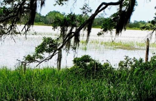 Secluded Tiny House by the Marsh with Hunting Island Beach Pass - Foto 23