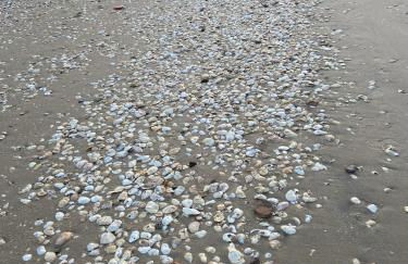 Fabulous Beach House on Elliott Island -beautiful sandy beach, tranquil 6 acres - Foto 34