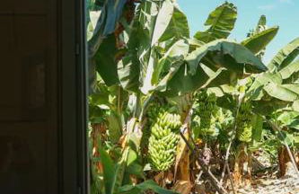 The Tortuga Banana House - Foto 21