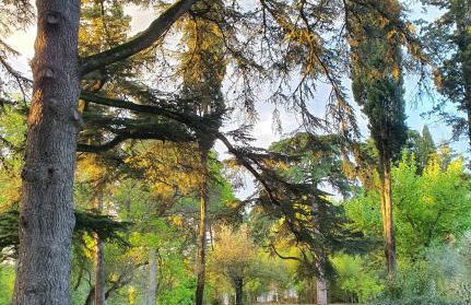 Quinta da Bizelga Cottages - Foto 11