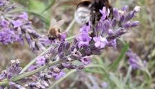 Lawendowy Domek nad jeziorem Szteklin - Foto 5, Garden