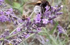 Lawendowy Domek nad jeziorem Szteklin - Foto 5