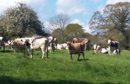 Gite de la Huberderie - Foto 18