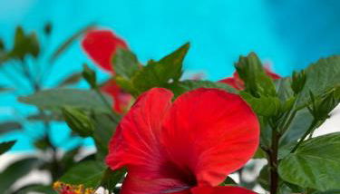 Villa Calù - Foto 5