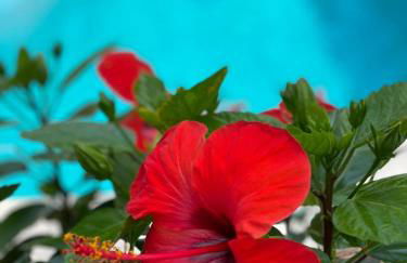 Villa Calù - Foto 5