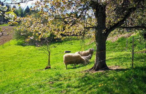 Pumphuts Scheune Ferienwohnungen Nr 1 - 4 beim Freizeitpark Plohn - Foto 57
