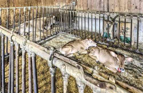 Charming Farmhouse with Pool and Fishing Pond! - Foto 41