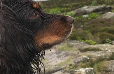 Springhill Studio, Brimham Rocks Yorkshire Dales - Photo 35