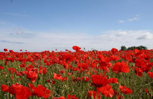 Satow Gartenwohnung - Foto 15
