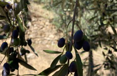 Piccola Navetta - Foto 29