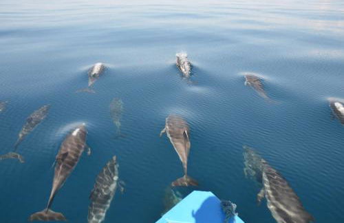 Villa Vista Mare a Filicudi - Foto 25