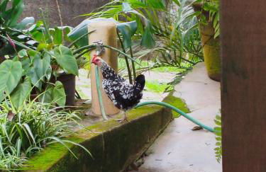 Chácara dos Pinheiros - Foto 46