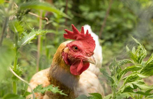 Gîte LE CLOS DES MIGRATEURS - Foto 10