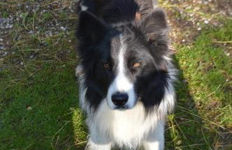 Azienda Agricola Campion - Foto 46