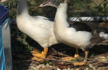 Appartamento in cascina -la cascinetta di Ali- - Foto 34