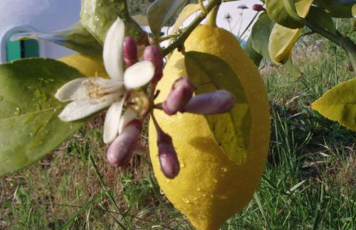 Giardino di Sicilia - Foto 113