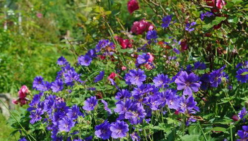 Ty Clyd - Photo 2, Garden