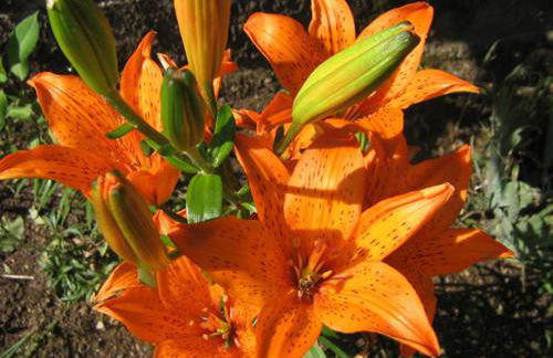 Haus Seidl - Foto 34