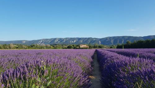 Le Cosy Luberon - Viens - Foto 4