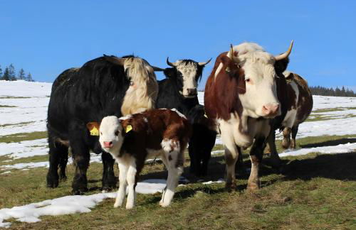 Sigmundenhof Schonach - Foto 37