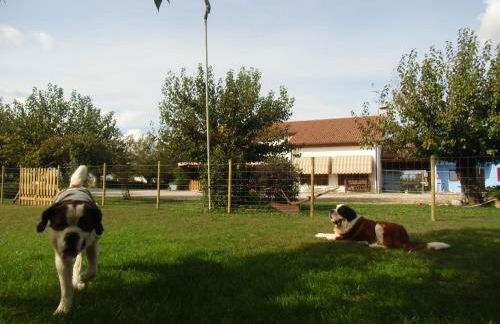 Agriturismo il Podere Vedelago con San Bernardo, Alpaca e una Pentola di cose da scoprire - Foto 54