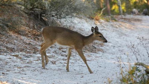 Beachcrest 504 - Foto 2