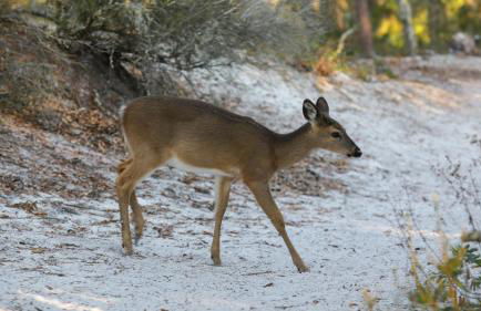 Beachcrest 504 - Foto 2