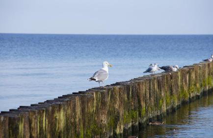 APARTAMENT 5 MÓRZ SPA - NA FALI - Foto 45