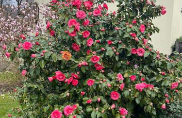 Haus Molnar - Foto 10