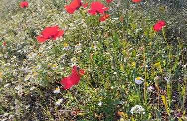 Artemis sea house - Foto 44