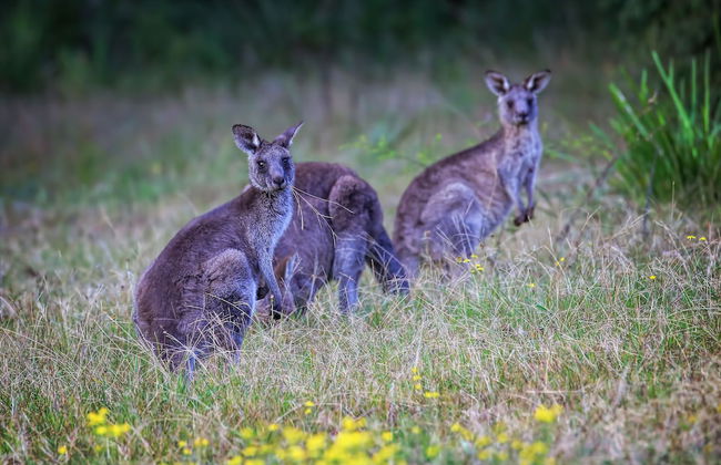 Worrowing Jervis Bay - Photo 9