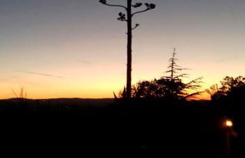 AGRIFOGLIO - Photo 30