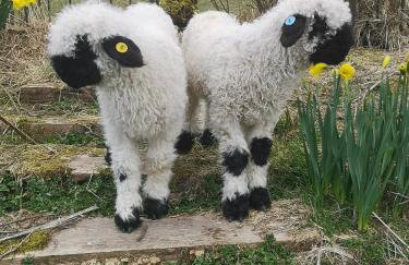 Glen Bay - 2 Bed Lodge on Friendly Farm Stay with Private Hot Tub - Foto 27