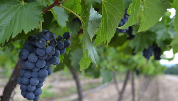 Aguascalientes Vineyards Tour - Foto 3