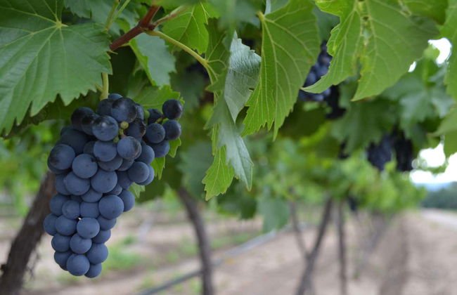 Aguascalientes Vineyards Tour - Foto 3