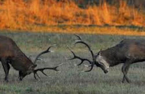 Maison de ville 3 chambres 3 salles d'eau parking 2 places - Foto 23