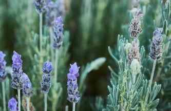 Olive and Stone - Foto 24