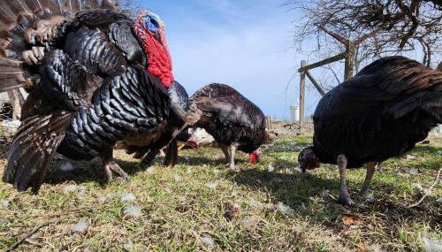 Phoenix Farms Vineyard - Foto 4