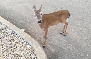 Tranquility in Paradise - Cudjoe - Foto 47