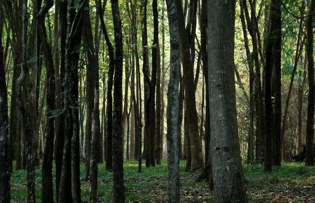 Teakwood Villa - Photo 23